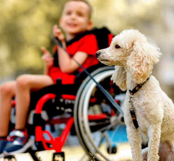 What Makes Therapy Dogs So Effective for Special Needs Children