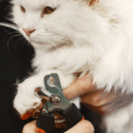 Safer Paws with Mobile Nail Grooming