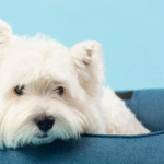 Tiny Paws, Big Hearts: Discovering the Joy of Puppy Adoptions