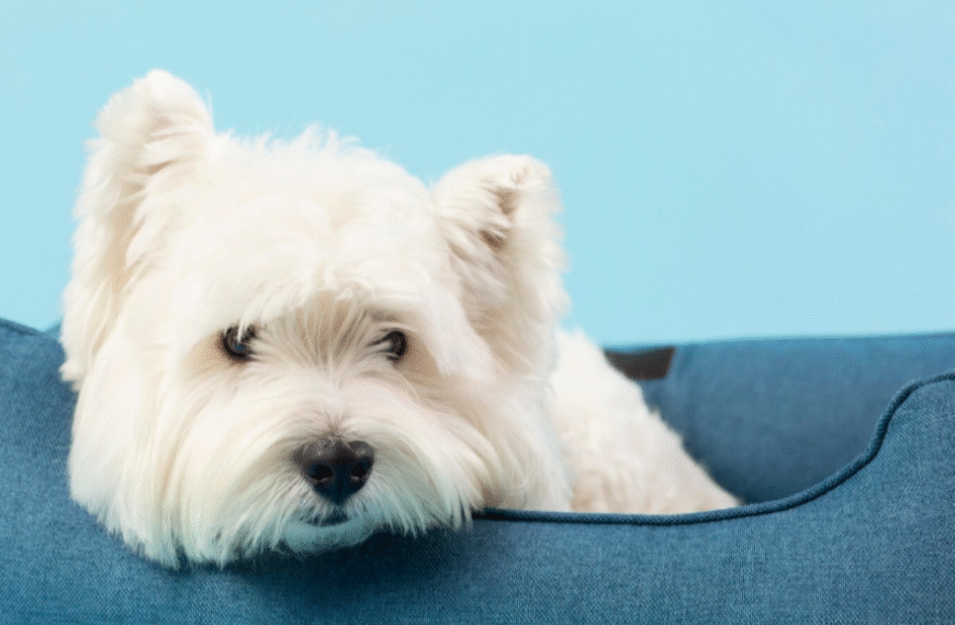 Tiny Paws, Big Hearts: Discovering the Joy of Puppy Adoptions