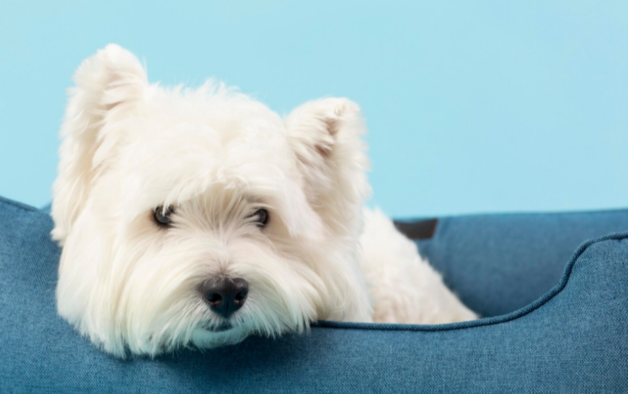 Tiny Paws, Big Hearts: Discovering the Joy of Puppy Adoptions