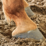 Understanding the Importance of Hoof and Joint Care in Horses