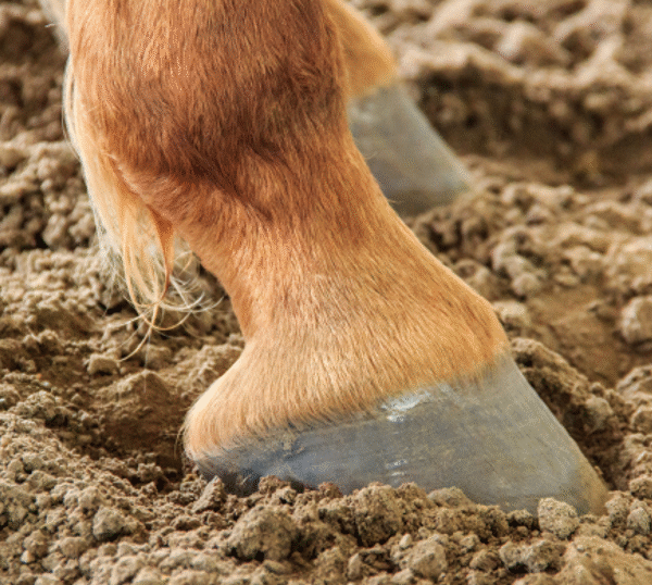 Understanding the Importance of Hoof and Joint Care in Horses