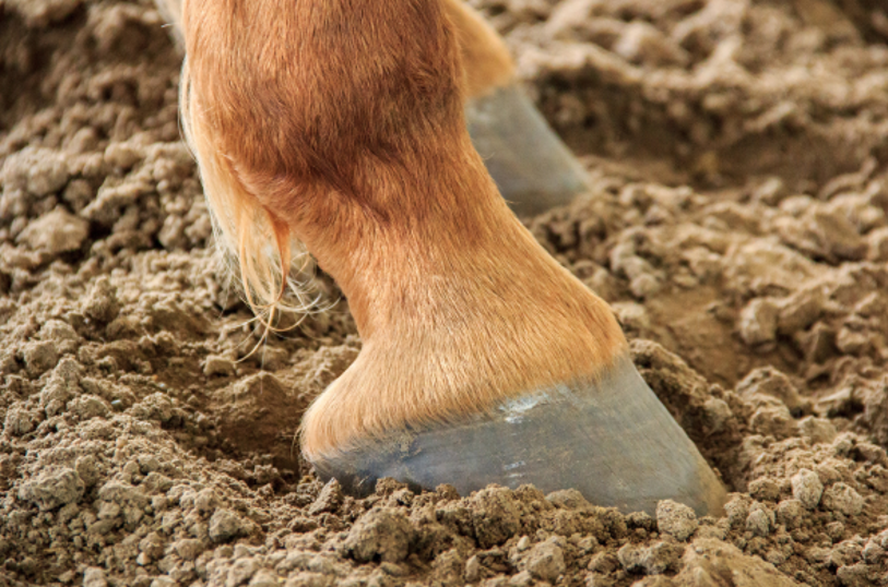 Understanding the Importance of Hoof and Joint Care in Horses