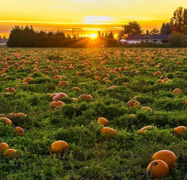 competitive market analysis report