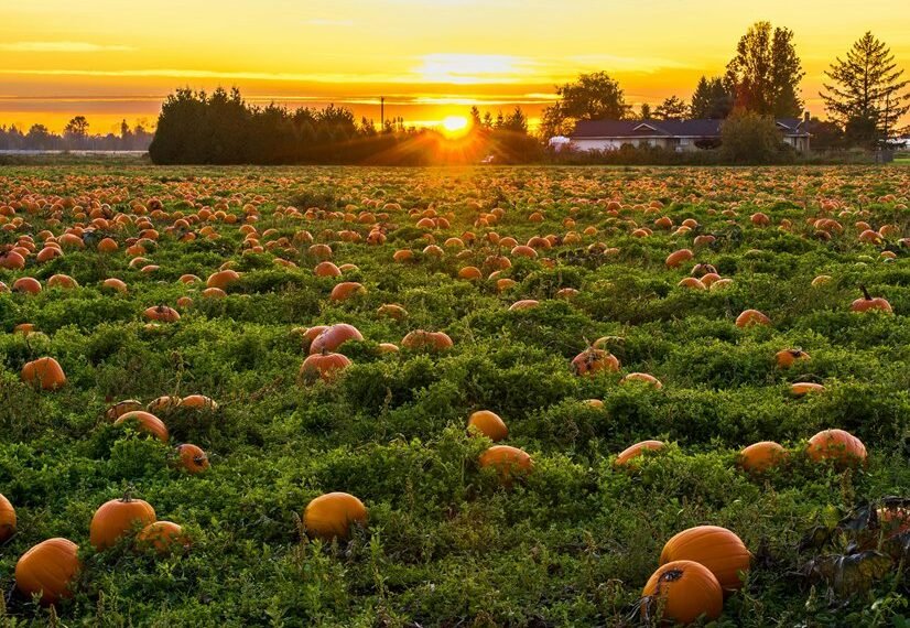 competitive market analysis report