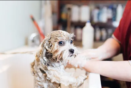 Why Pet Grooming Services Matter Beyond Just Appearance